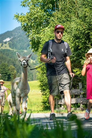 Spaziergang mit Lamas und Alkpakas