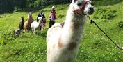 Lamas