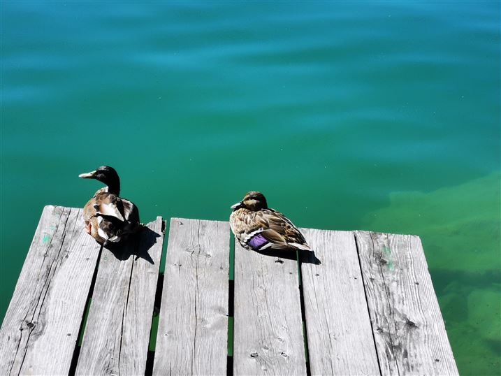 Walchsee