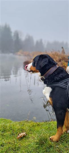 Workshop- mit Hund
