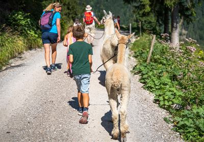 Spaziergang mit Lamas & Alpakas