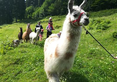 Spaziergang mit Lamas & Alpakas