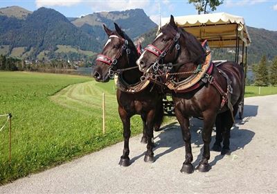 Carriage ride around the lake