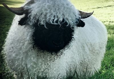 Walliser Schwarznasen Schaf-Ausstellung