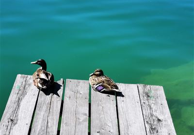 Seefest Walchsee