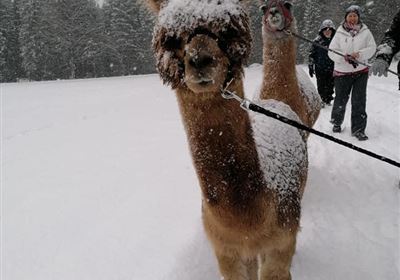 Hiking with lamas & alpacas