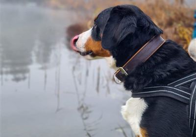 Workshop- Klar führen im Alltag mit Hund