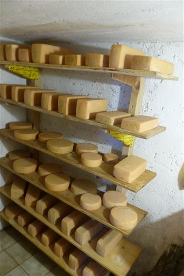 Käse