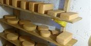 Käse