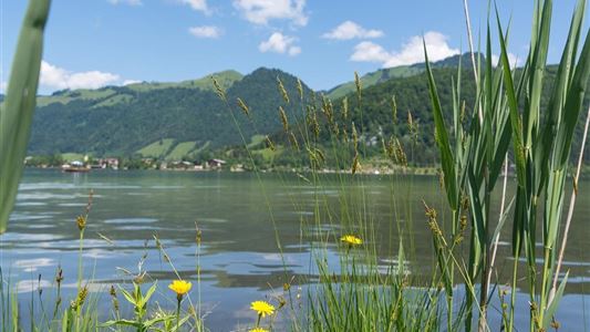 Walchsee