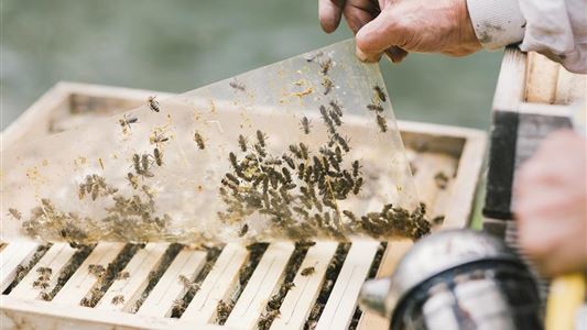 Bichler's Bio Beekeeper