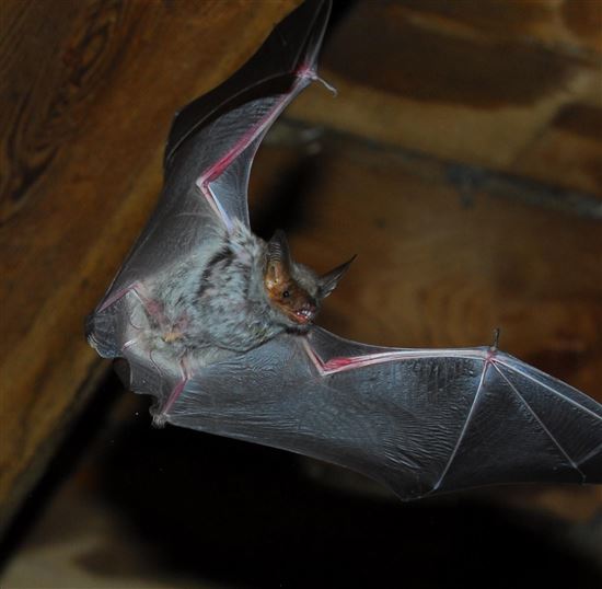 A bat is flying under a blanket. Its wings are spread wide and it has a striking face.