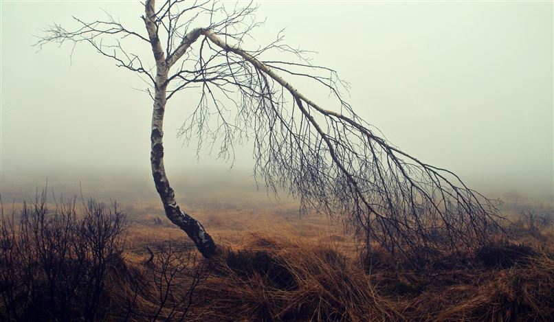 Ein einzelner, schief gewachsener Baum erhebt sich aus nebliger Landschaft. Das Gras um ihn herum ist trocken und braun.