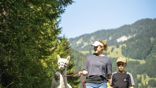 Spaziergang mit Lamas und Alpakas