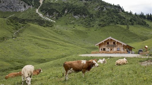 Almpflegetag auf der Feldalm