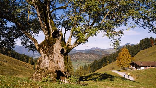 Geführte Wanderung Kössen zur Stubenalm