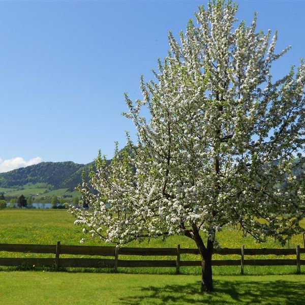 Garten zur freien Benützung