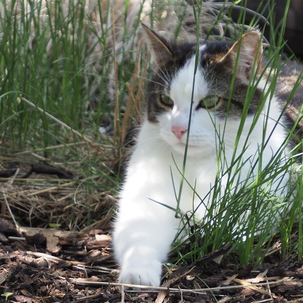 Hauskatze Rubin