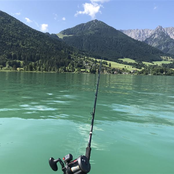 Renken, Hecht, Forelle