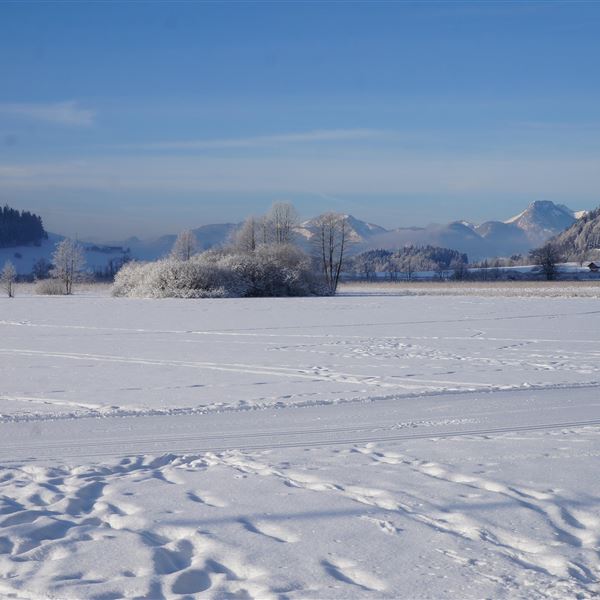 Loipe direkt vor der Haustüre