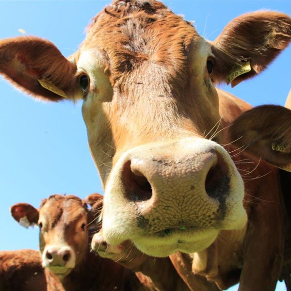 Mutterkuhhaltung Limousin Leindlhof