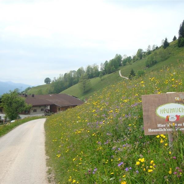 Unsere blühende Wiese vom Frühsommer 2014