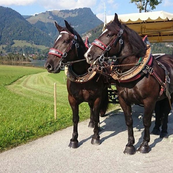 unsere zwei starken Jungs Rocky & Leo