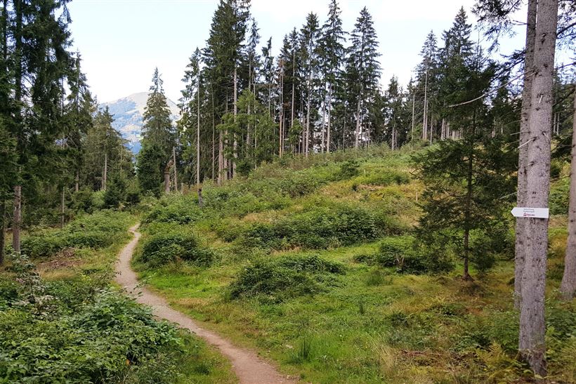 Alpinolino-Holzwurmweg_Westendorf_Kitzbüheler-Alpen_Stephan-Bannach10.jpg